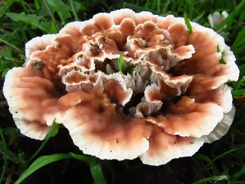 Blushing Rosette (Abortiporus biennis), photo