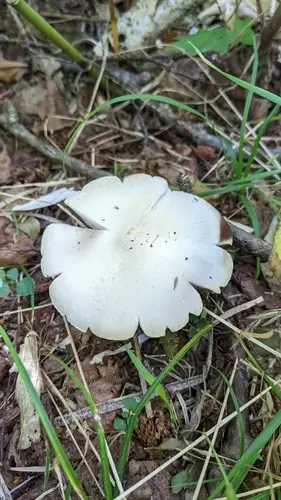 Agaricus abruptibulbus (Agaricus abruptibulbus), photo