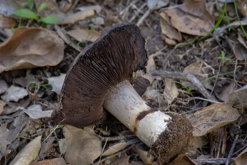 Agaricus albolutescens (Agaricus albolutescens), photo