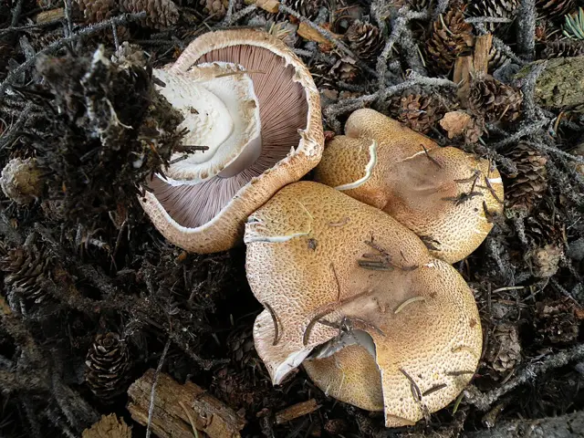 Agaricus amicosus (Agaricus amicosus), photo