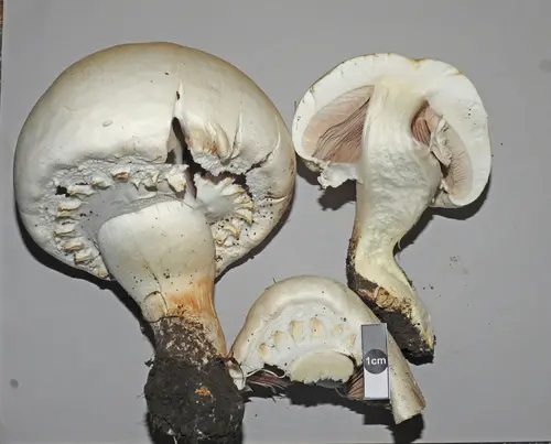Horse Mushroom (Agaricus arvensis), photo
