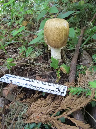 Prince (Agaricus augustus), photo