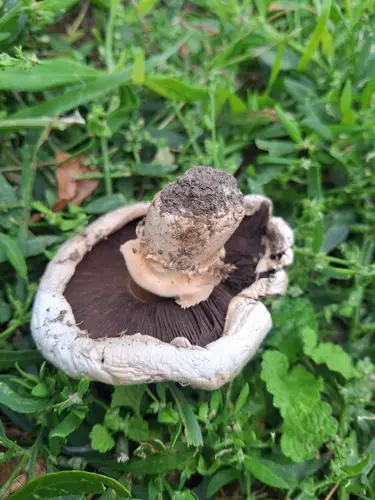 Salty Mushroom (Agaricus bernardii), photo