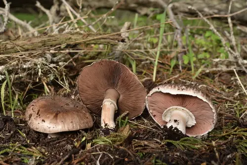 Cultivated Mushroom (Agaricus bisporus), photo