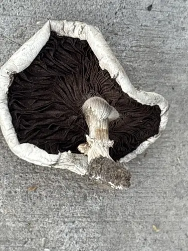 Agaricus braendlei (Agaricus braendlei), photo