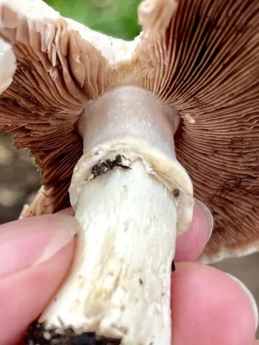 California Agaricus (Agaricus californicus), photo