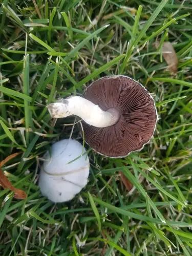 Field Mushroom (Agaricus campestris), photo