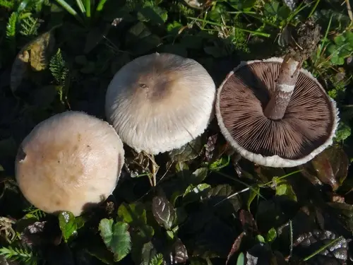 Ornamented Mushroom (Agaricus comtulus), photo