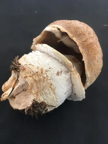 Macro Mushroom (Agaricus crocodilinus), photo