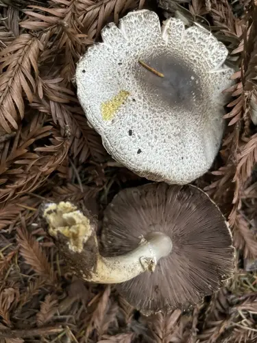 California Flat-Top Agaricus (Agaricus deardorffensis), photo