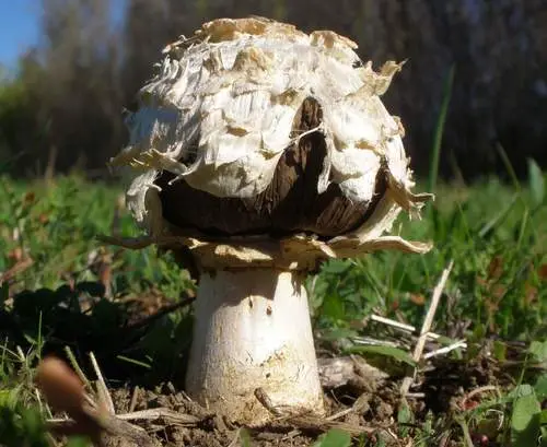 Gasteroid Agaricus (Agaricus deserticola), photo