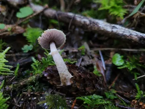 Diminutive Agaricus (Agaricus diminutivus), photo