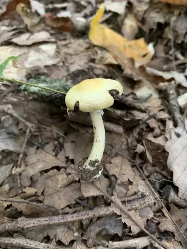 Agaricus floridanus (Agaricus floridanus), photo