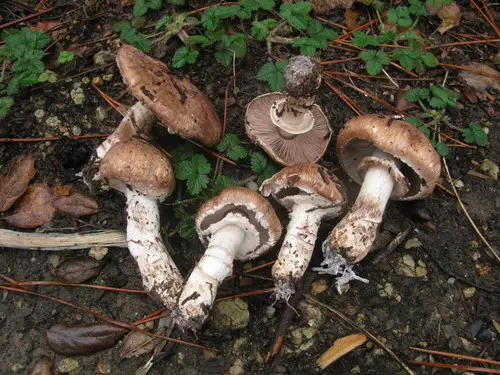 Agaricus fuscofibrillosus (Agaricus fuscofibrillosus), photo