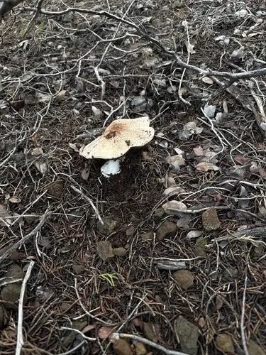 Felt-Ringed Agaricus (Agaricus hondensis), photo