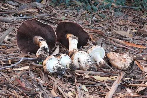 Giant Cypress Agaricus (Agaricus lilaceps), photo