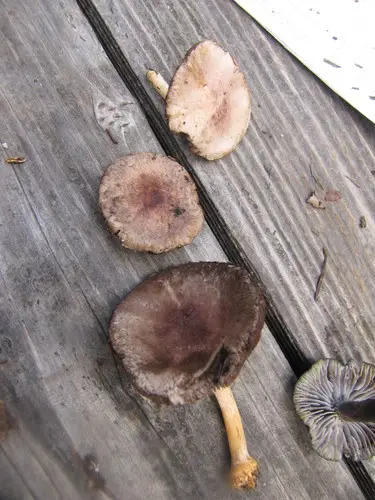Small Agaric (Agaricus micromegethus), photo