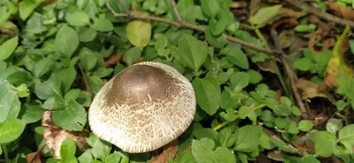 Inky Agaricus (Agaricus moelleri), photo