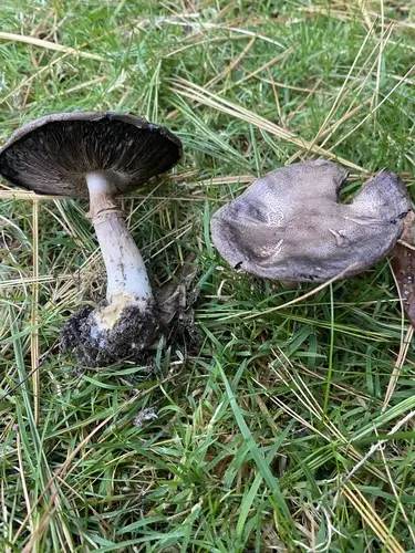 Inky Mushroom (Agaricus placomyces), photo
