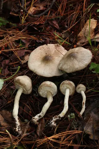 Agaricus pocillator (Agaricus pocillator), photo