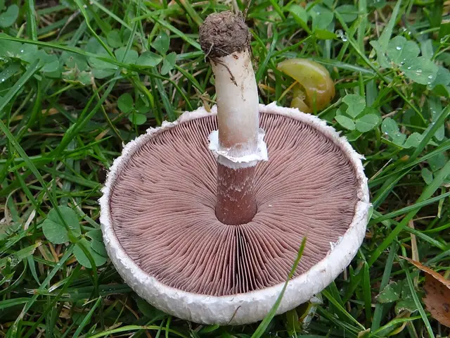Rosy Wood Mushroom (Agaricus semotus), photo