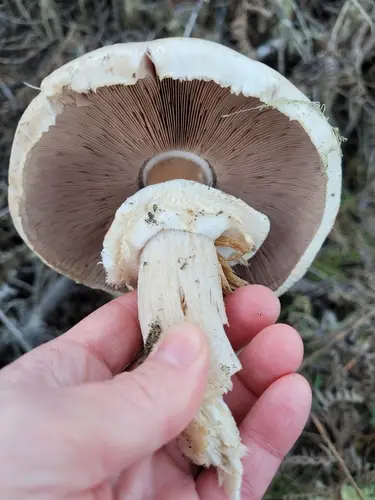 Agaricus smithianus (Agaricus smithianus), photo
