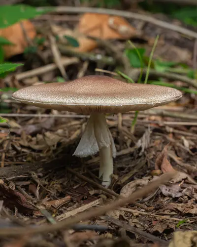 Almond Mushroom (Agaricus subrufescens), photo