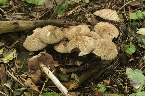 Blushing Wood Mushroom (Agaricus sylvaticus), photo