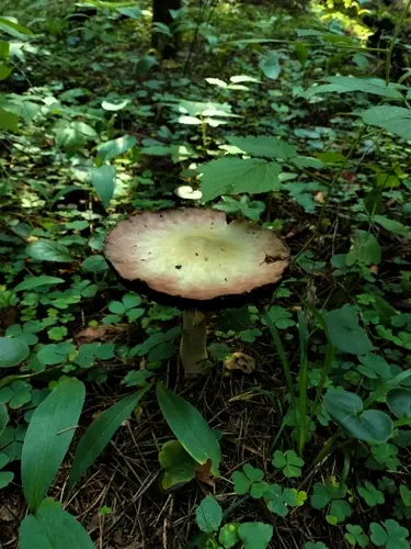Wood Mushroom (Agaricus sylvicola), photo
