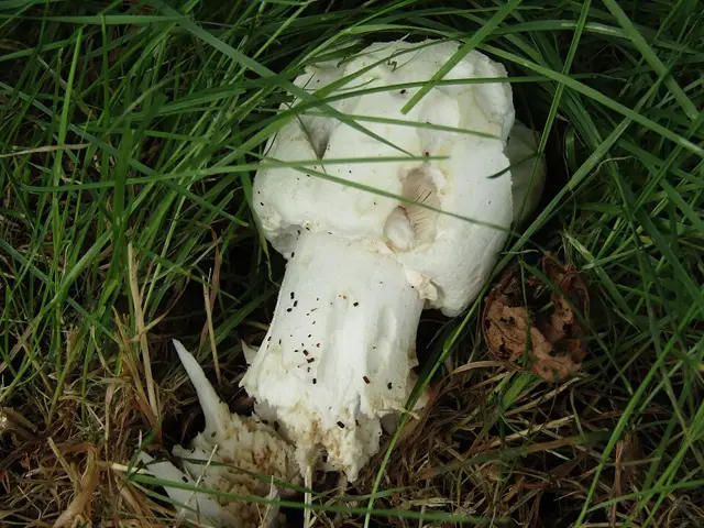 Agaricus urinascens (Agaricus urinascens), photo