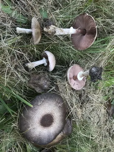 Agaricus vinosobrunneofumidus (Agaricus vinosobrunneofumidus), photo