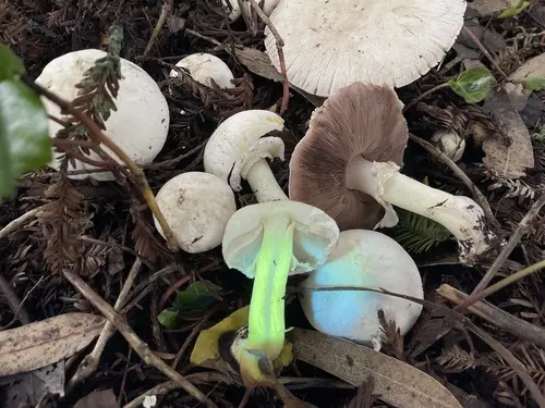 Yellow Stainer (Agaricus xanthodermus), photo
