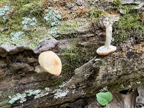 Agrocybe acericola (Agrocybe acericola), photo