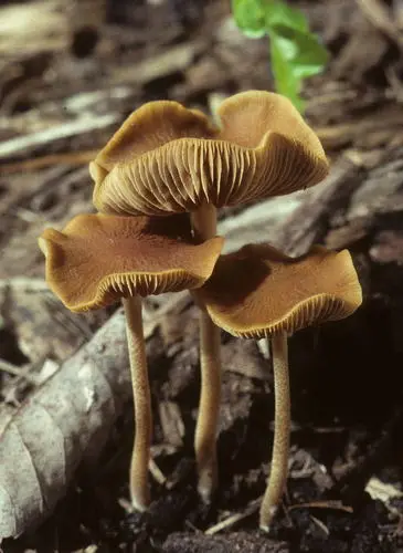 Agrocybe arvalis (Agrocybe arvalis), photo