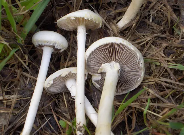 Agrocybe dura (Agrocybe dura), photo