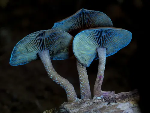 Attenuated Fieldcap (Agrocybe firma), photo