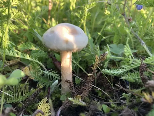 Bearded Fieldcap (Agrocybe molesta), photo
