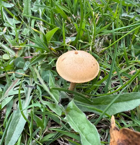 Common Fieldcap (Agrocybe pediades), photo