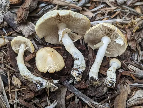 Spring Fieldcap (Agrocybe praecox), photo