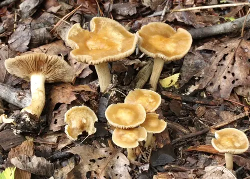Mulch Fieldcap (Agrocybe putaminum), photo