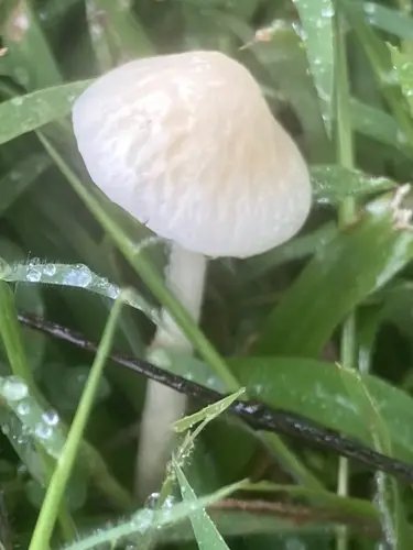 Agrocybe retigera (Agrocybe retigera), photo