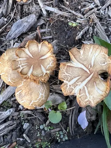 Agrocybe smithii (Agrocybe smithii), photo