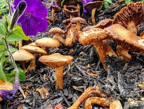 Agrocybe sororia (Agrocybe sororia), photo