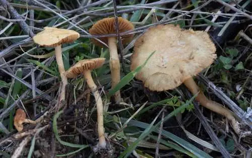 Agrocybe vervacti (Agrocybe vervacti), photo