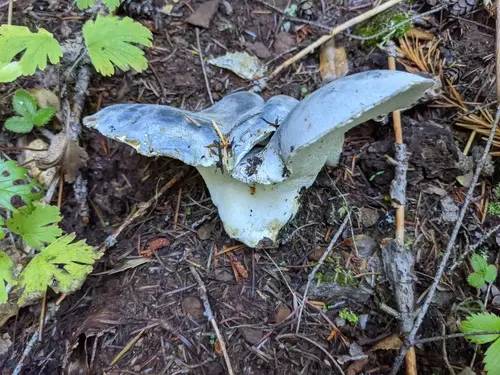 Blue Polypore (Albatrellopsis flettii), photo