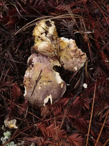 Albatrellus subrubescens (Albatrellus subrubescens), photo