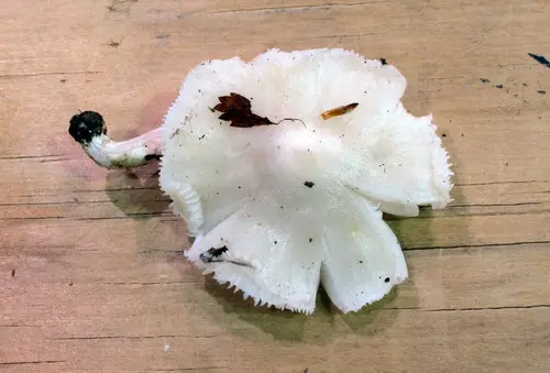 Albomagister subaustralis (Albomagister subaustralis), photo