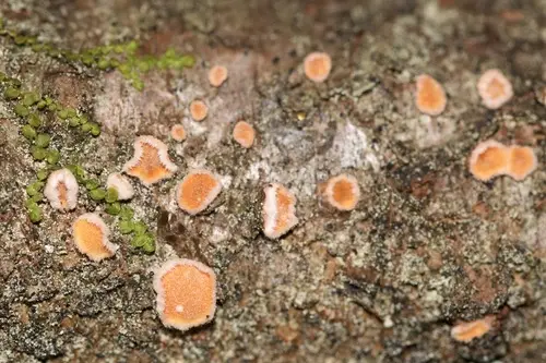 Orange Disco (Aleurodiscus amorphus), photo