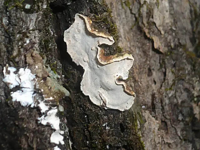 Aleurodiscus disciformis (Aleurodiscus disciformis), photo
