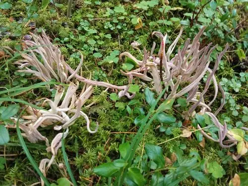 Purple Spindles (Alloclavaria purpurea), photo